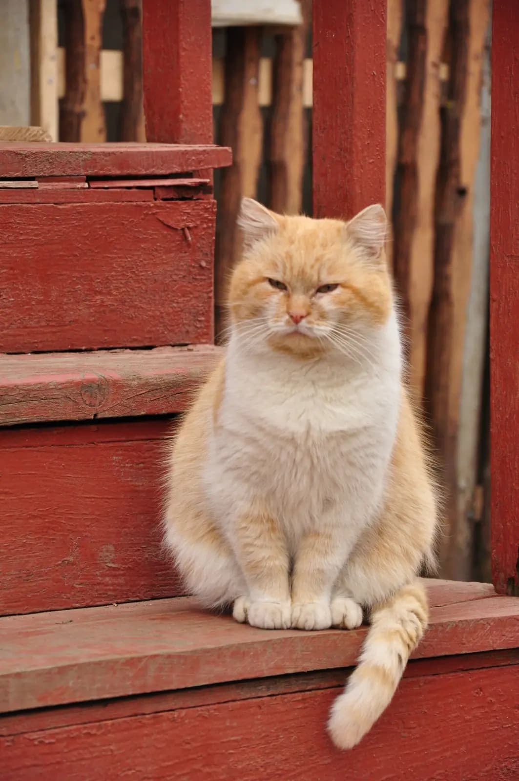 An orange tabby cat sitting on a porch step.