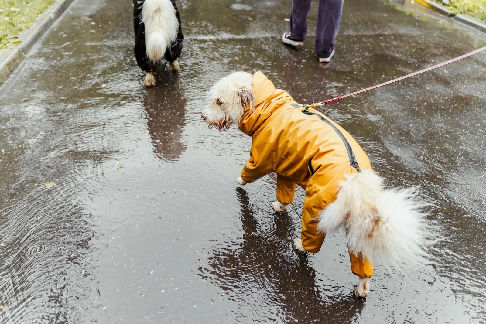 A small fluffy dog in a mustard raincoat on a wet path.