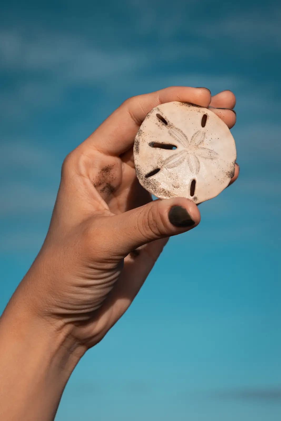 A sand dollar held up in a hand against a blue sky.