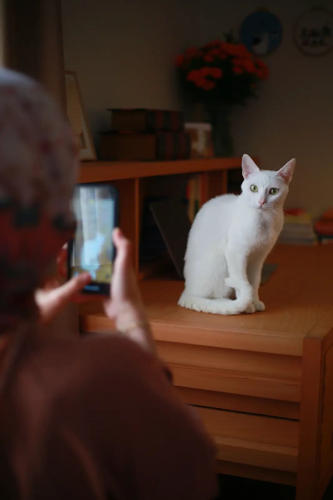 A person holds up a phone to photograph a white cat sitting on a wooden cabinet beside a bookshelf.