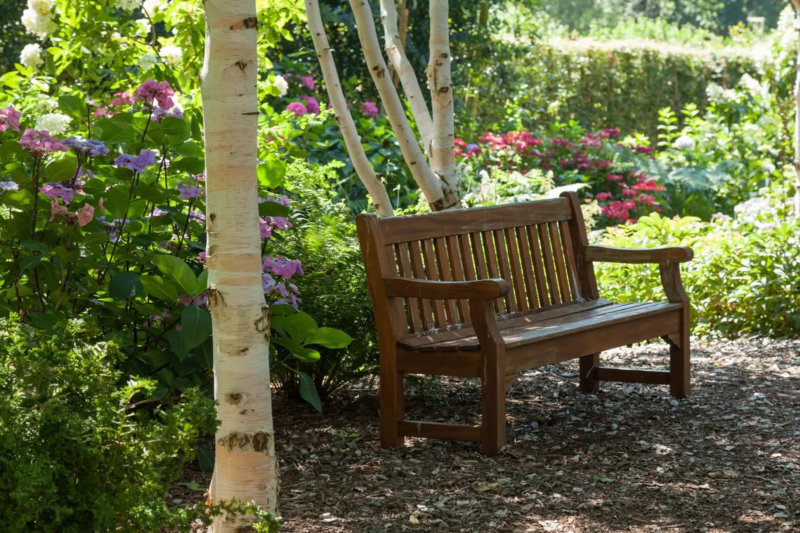 A wooden bench under birch trees in a garden of hydrangeas.