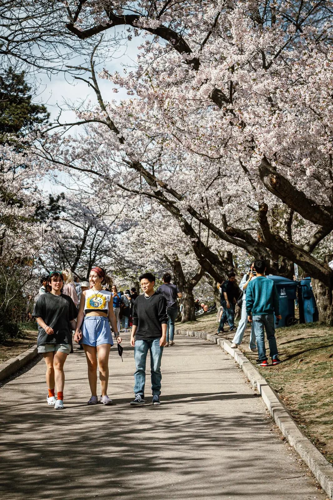 A group of young people walk down a path under cherry blossom trees.