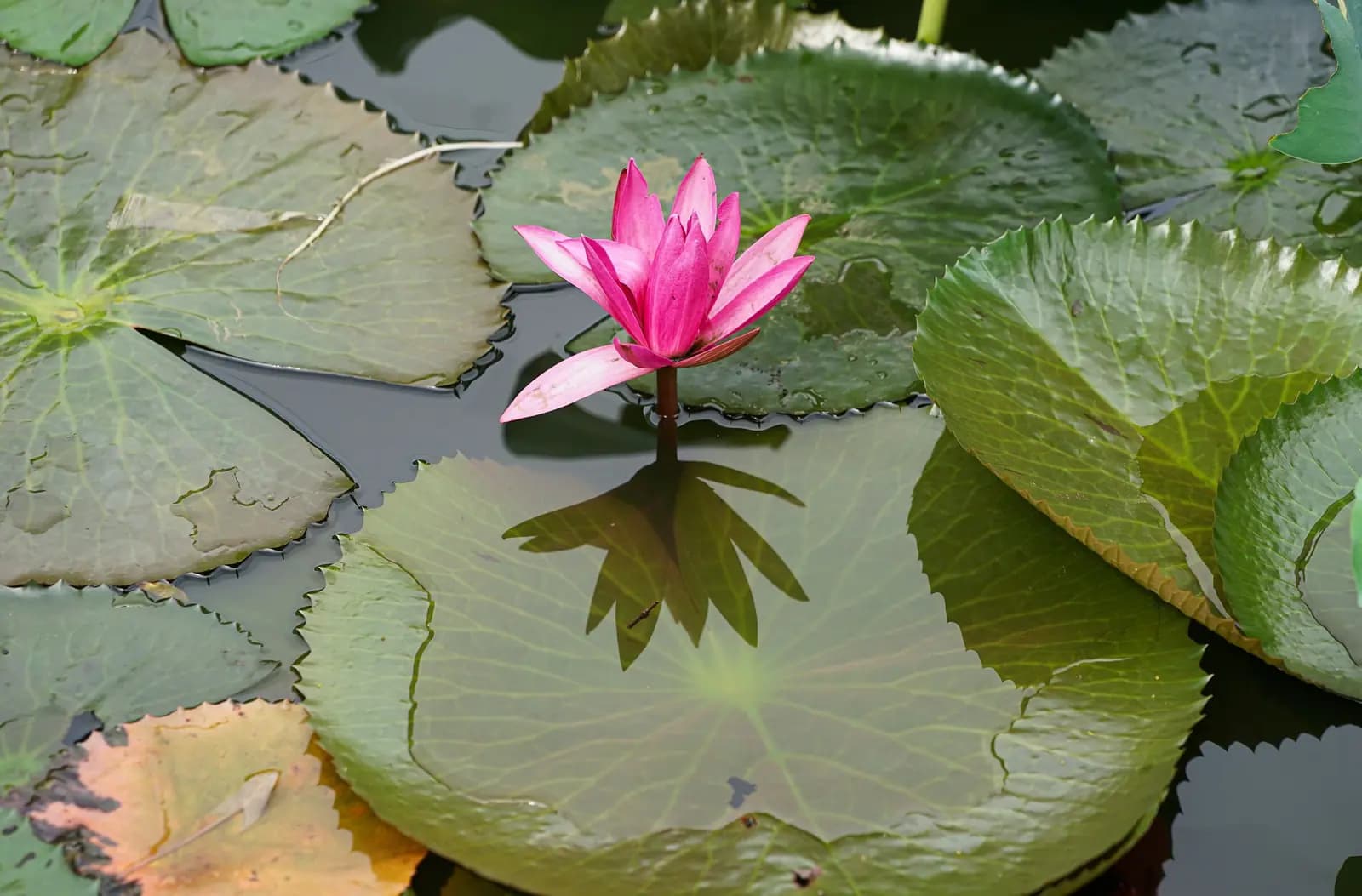 A pink water lily open on a pond.