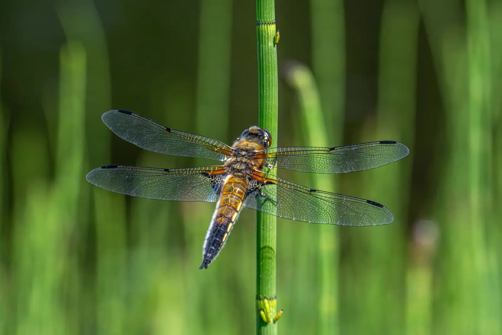 A dragonfly gripping a green reed against blurred reeds.