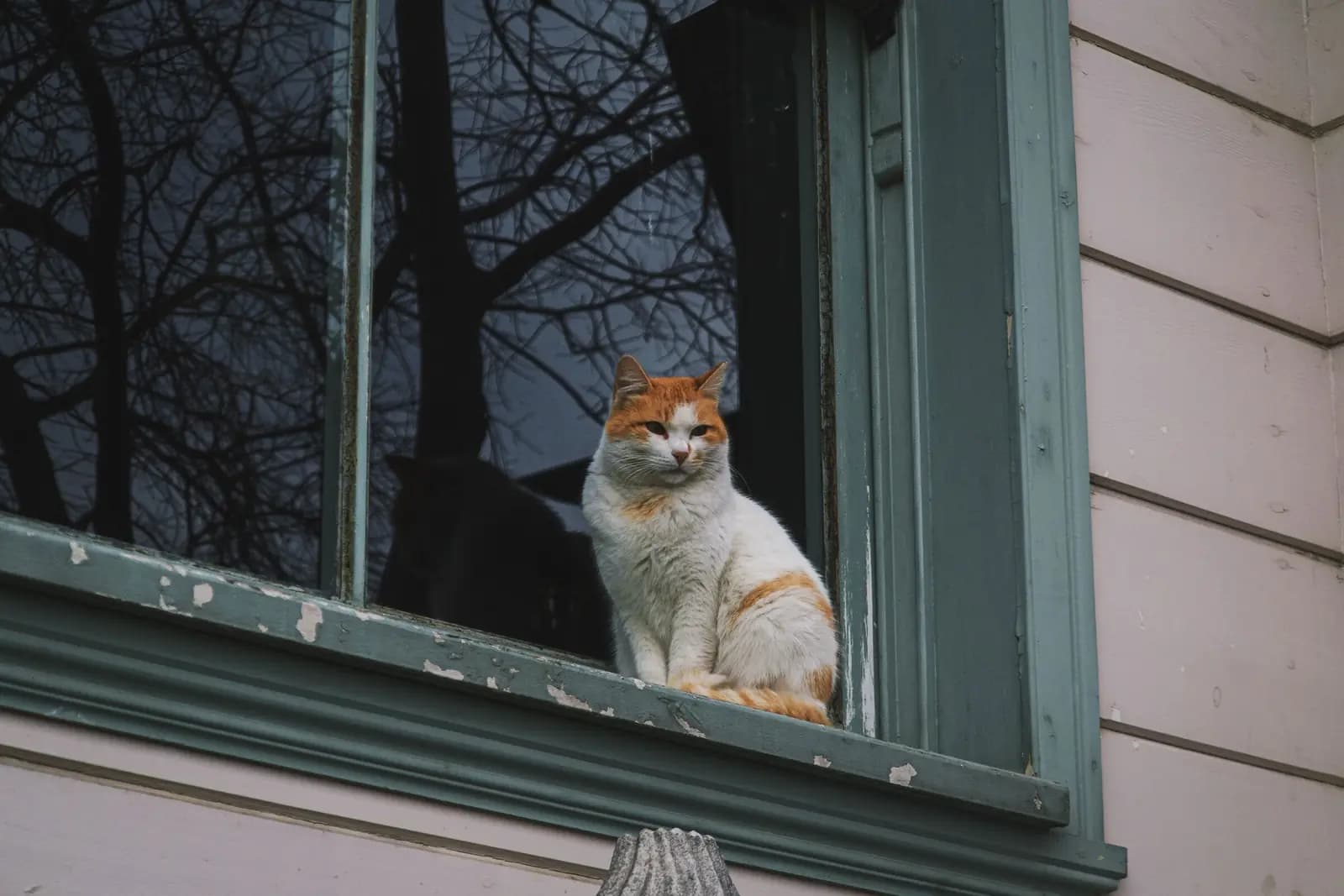 A cat sitting in the front window of a house.