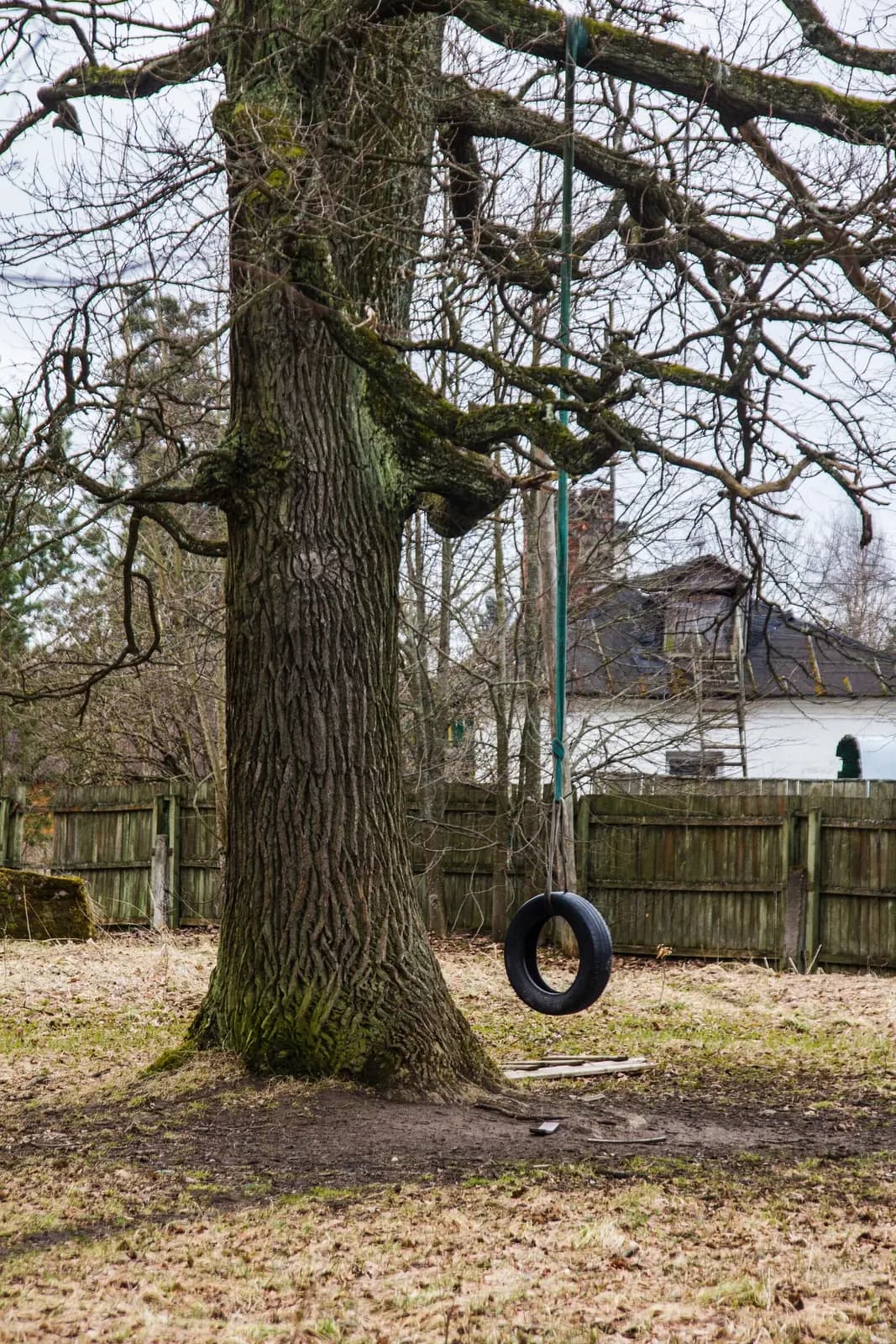 A tire swing hanging from a big oak tree in a park.