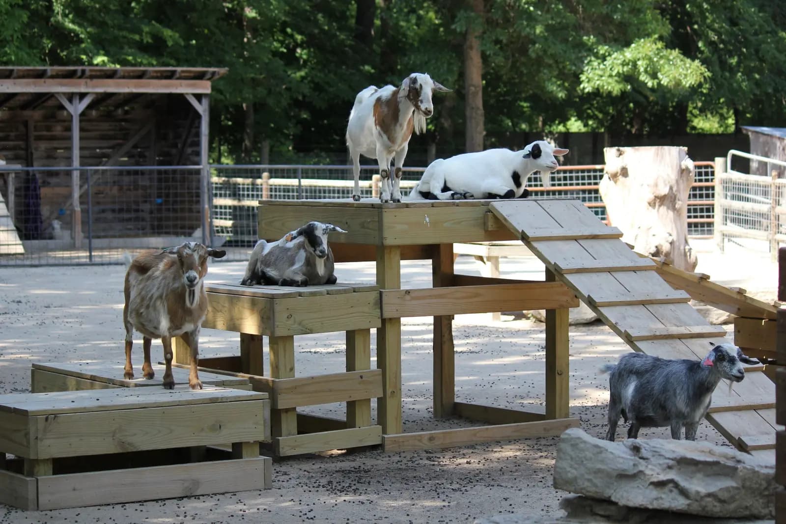 A goat standing on a wooden ramp at a farm.