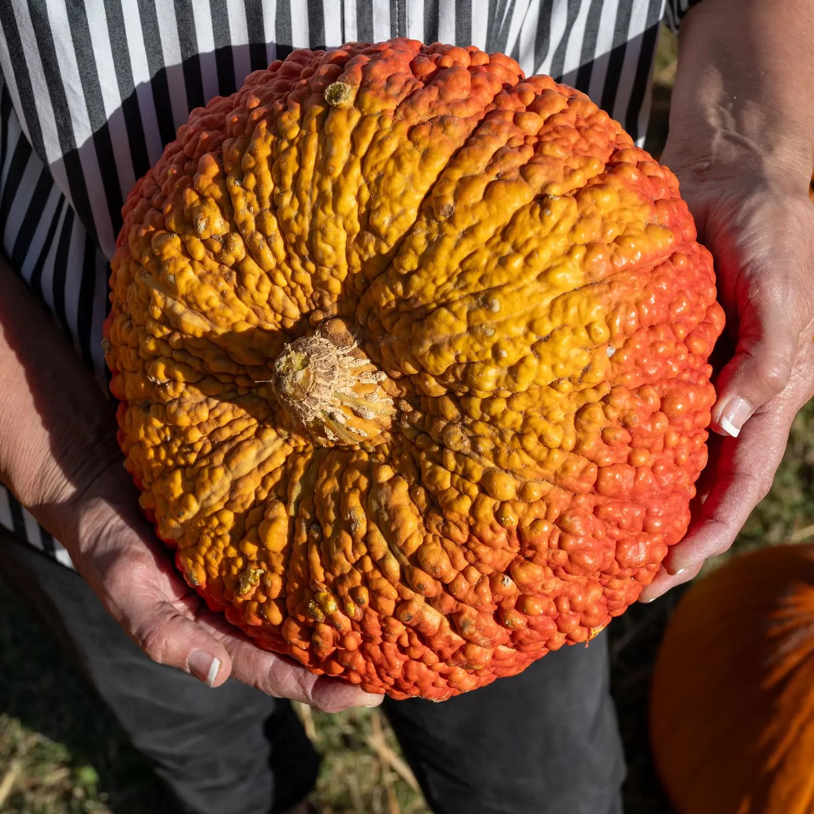 Two hands hold up a bumpy, warty orange pumpkin outdoors.