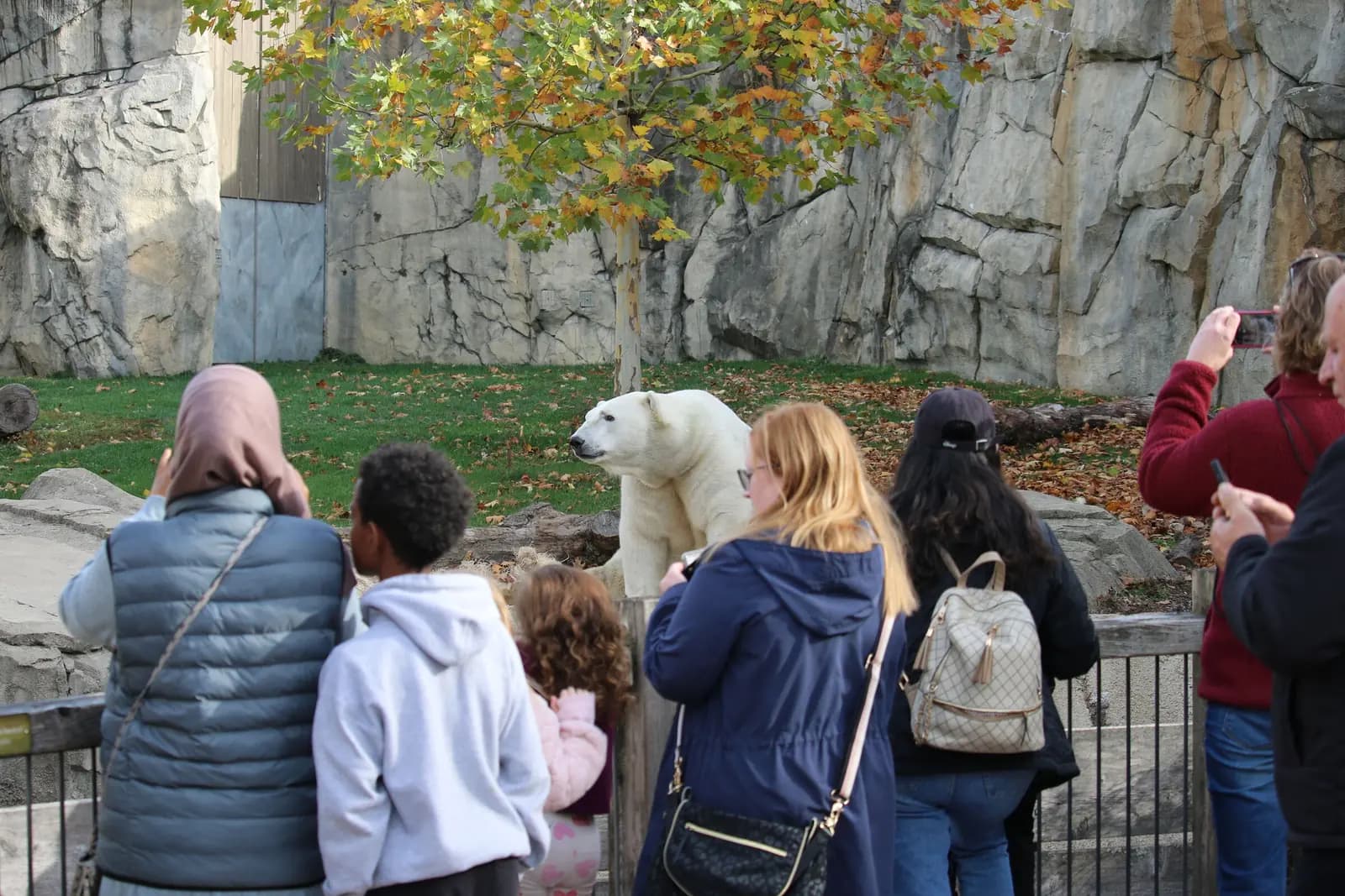 Families crowd a polar bear habitat rail, a boy and a young girl at the front and a visitor behind holding a phone up to photograph the bear.