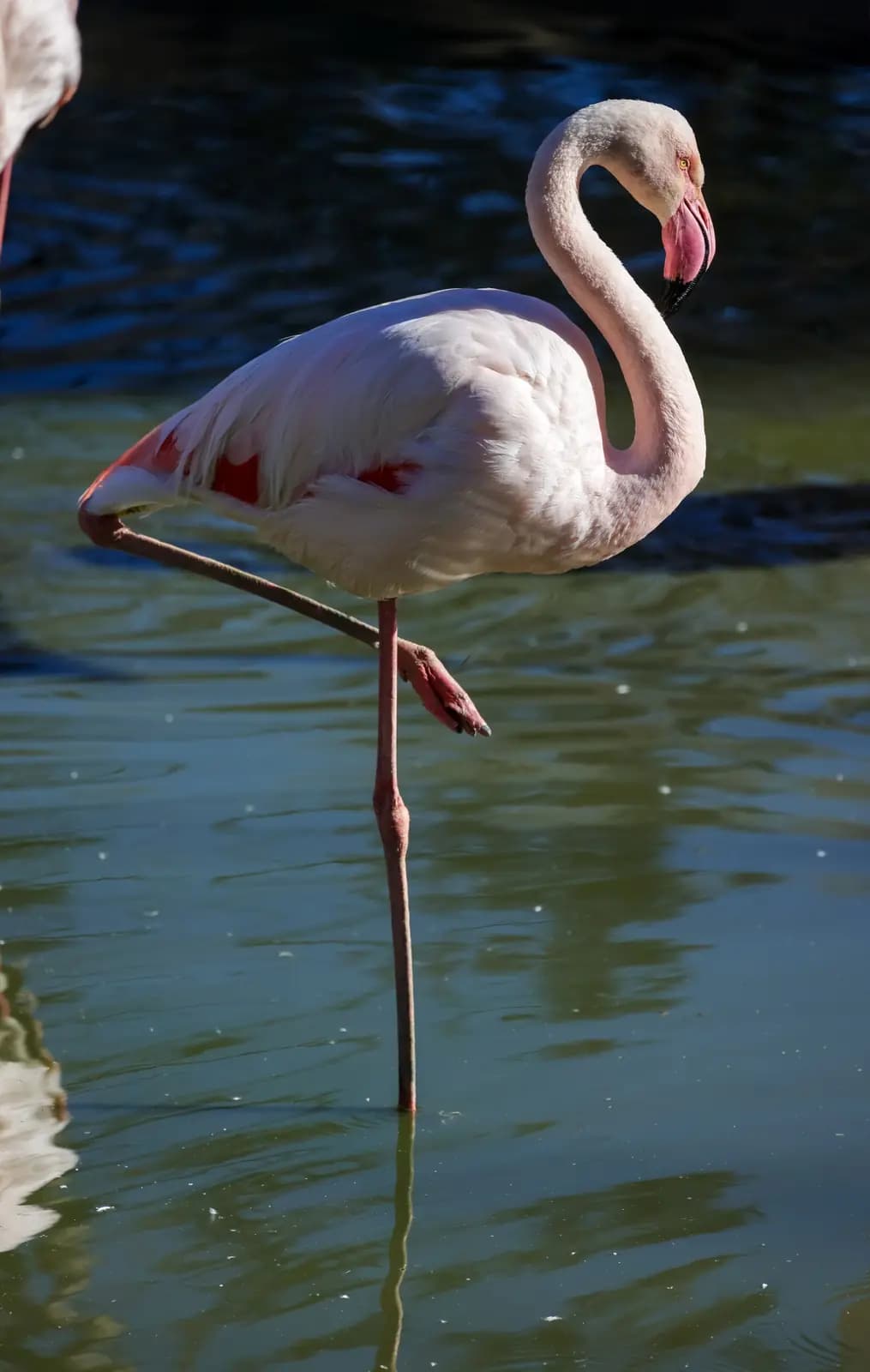 A flamingo standing on one leg.