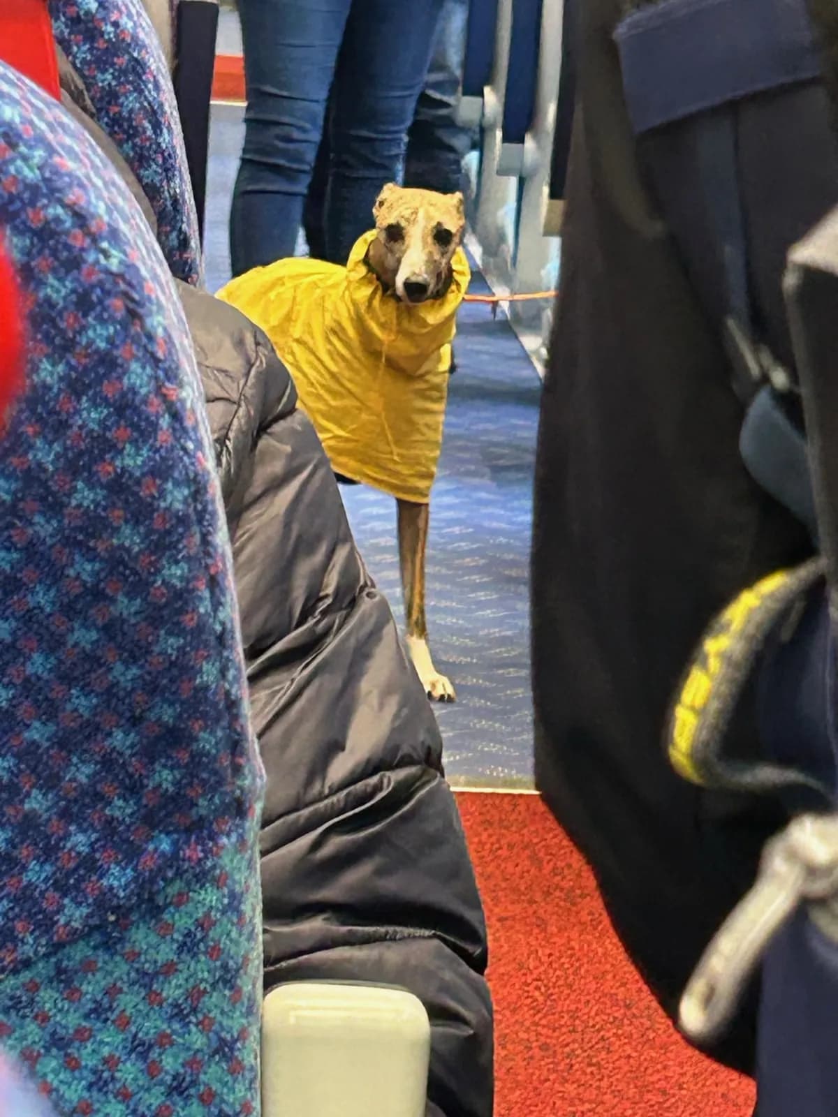 A greyhound in a yellow coat standing in the aisle of a train, looking back at the camera between the seated passengers.