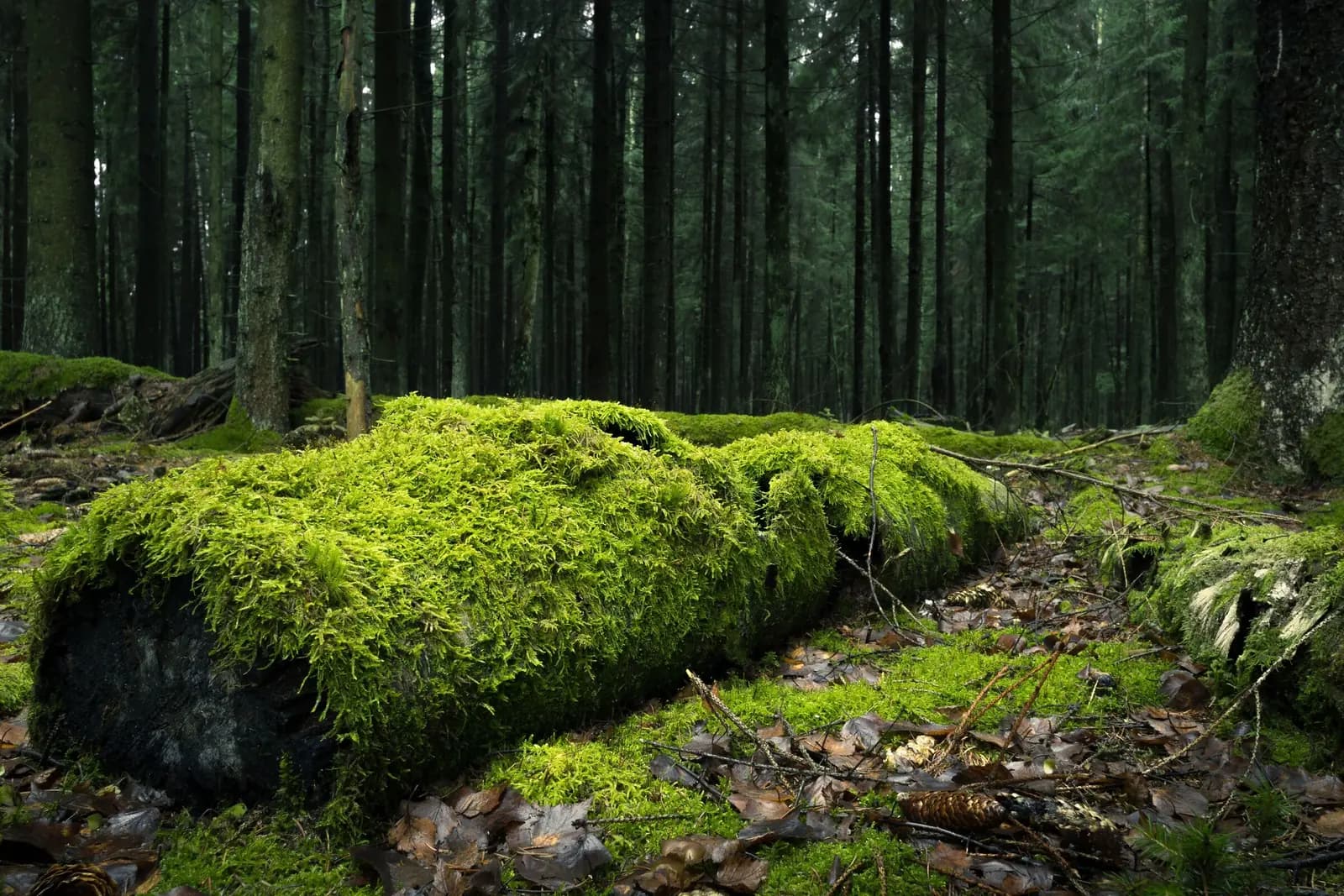 A long moss-covered log on the floor of a pine forest.