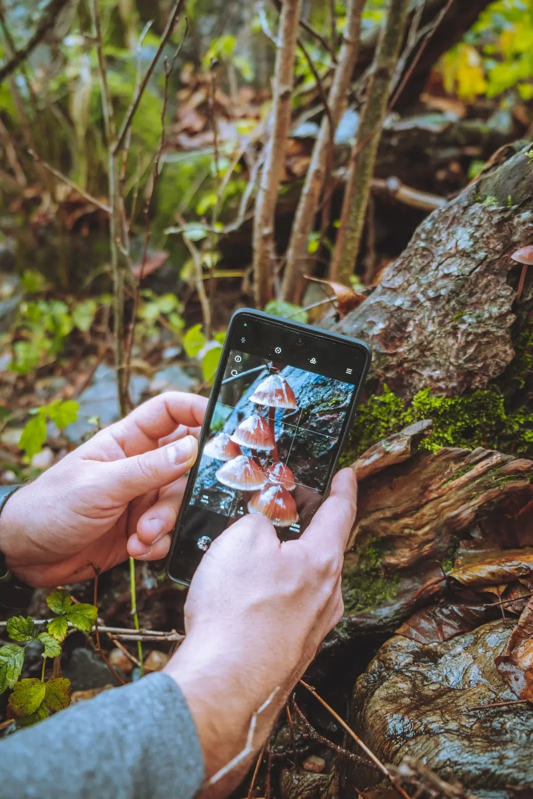 Hands hold up a phone to photograph a cluster of mushrooms growing on a log.