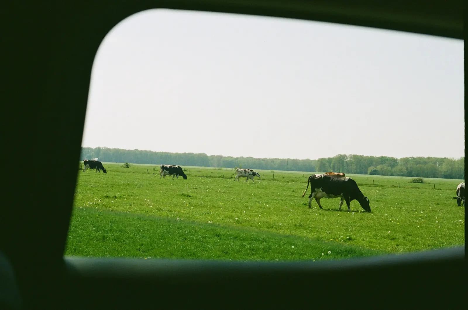 Cows graze in a green field, seen through the side window of a car.
